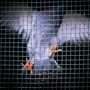 大狼狗卡住我的子宫
